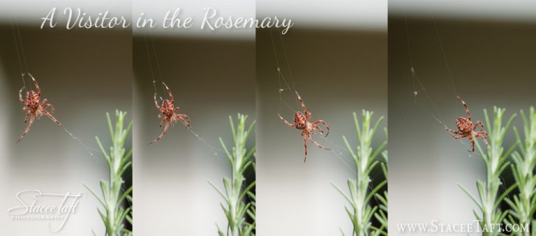 A Visitor in the Rosemary